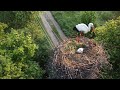 Перевез баню на солнечный участок, заглянул в гнездо к аистам, полетали дроном. ХУДОЖНИК В ДЕРЕВНЕ