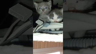 “Seni yaradan tatlı yaratmış… 😽” #kedi #kurtarma #hayvanlar #duygusal #cat #animals #keşfet #fyp