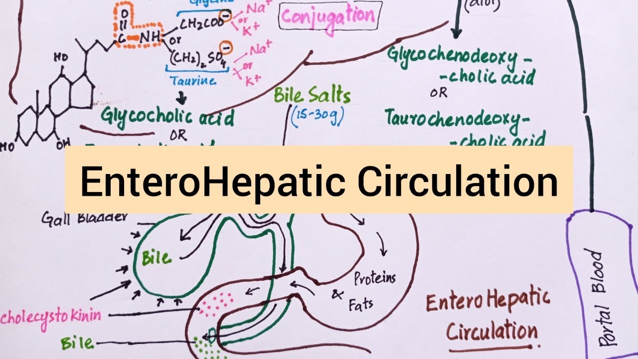 Enterohepatic Circulation of Bile Salts