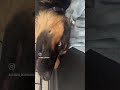 Funny moments of Misty n her sleeping positions! #pets #petlover #canadalife #love #funny #gratitude