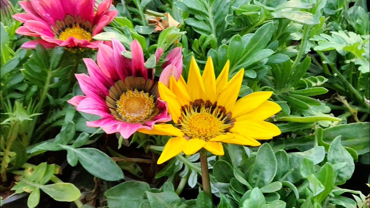 Friday Market 💕 Pallavaram Chennai 43 #travel #reelsinstagram #reels #reelitfeelit #viralworld #uae