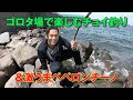 ゴロタ場で楽しむチョイ釣り＆激うまペペロンチーノ