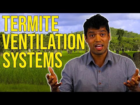 Video: Hvordan holder termitthaugene seg kjølige?
