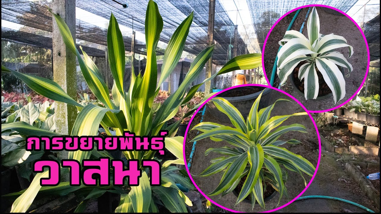 การขยายพันธุ์ วาสนา ไมัประดับ ไม้มงคล สวนลุงช้อย