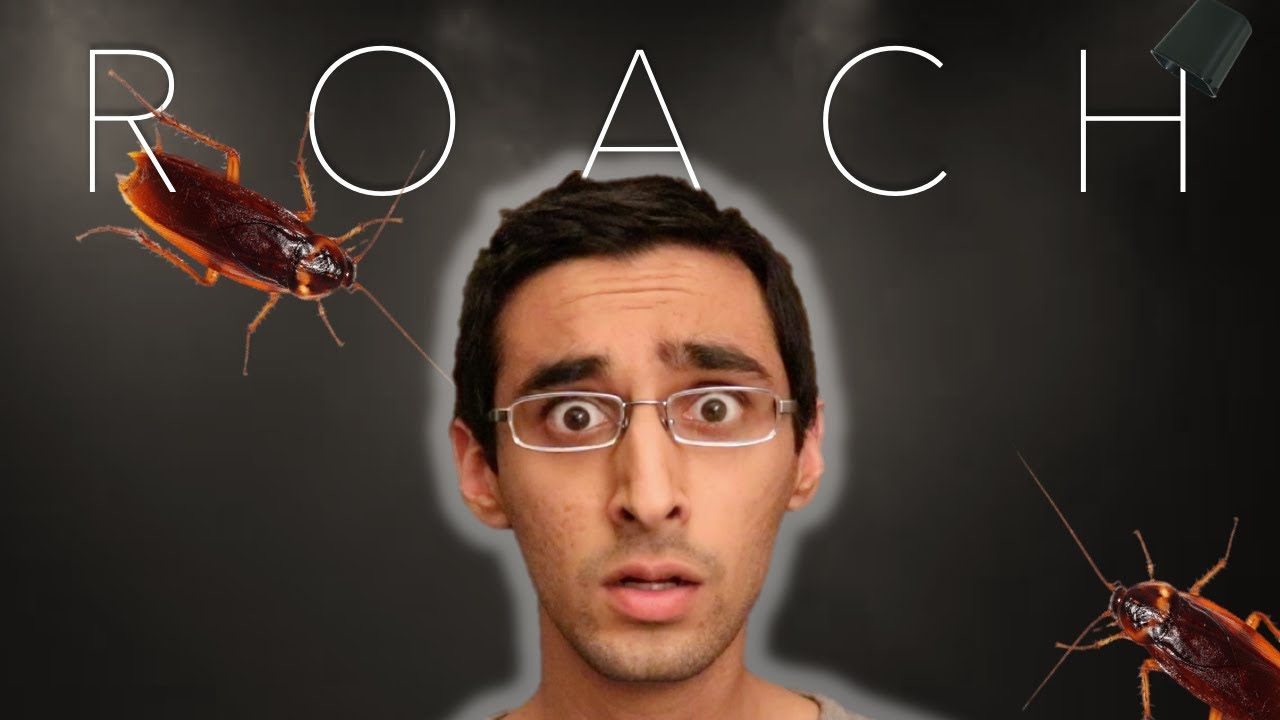 I Found a Roach in My Apartment YouTube