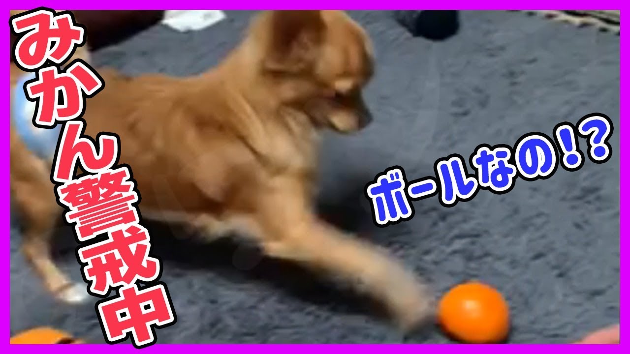 最新犬 かわいい 癒し 画像 無料イラスト集 最新犬 かわいい 癒し 画像 無料イラスト集