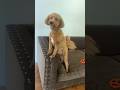 Is your dog scared of car rides? Mini golden doodle cuteness #shorts