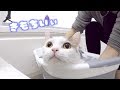 大嫌いなお風呂がまんざらでもなかった猫 うみちゃん【スコティッシュフォールド】 - A cat who loved the bath he hated