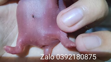 Cách phân biệt dúi đực cái lúc mới sinh ra.... Út Sang Bến Tre Zalo 0392180875