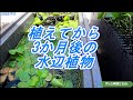 #0031 【めだか】【ビオトープ】抽水植物を植えて3ヶ月経ちました