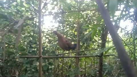 P0j qaib dib tsauj zoo heev 9/12/2025