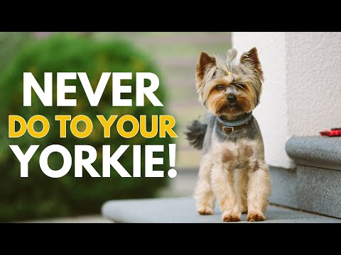 Wideo: 4 rzeczy do zrobienia, gdy Twój Yorkshire Terrier jest zestresowany