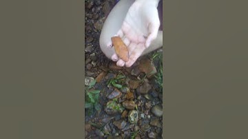 Hell gap point. Found in missouri. 2018.