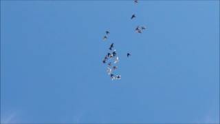 2015 Birmingham Roller Pigeon Update (Late Summer Fly)
