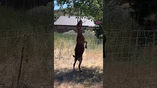Reach for it! #goat #shorts