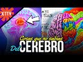 El Impactante Cerebro Humano