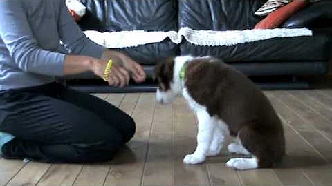 Roy-15 weeks