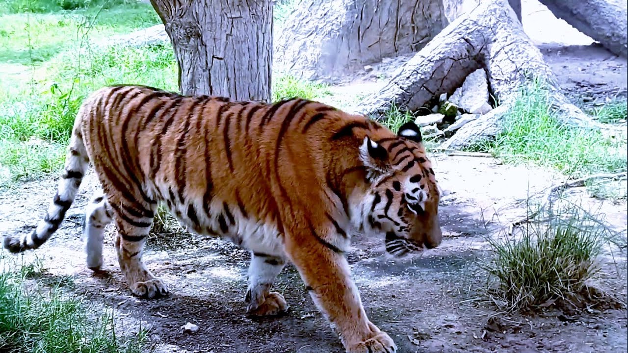 Emirates Park lion and animals👿