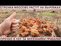 ❗ГРИБЫ СТРОЧКИ МАССОВО РАСТУТ НА ВЫРУБКАХ В ПОДМОСКОВЬЕ.👉В ЛЕС НА МАЙСКИЕ ПРАЗДНИКИ ЗА ГРИБАМИ 2022