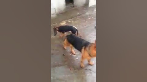 Béc Lai Rót 2 Tháng - BecGie