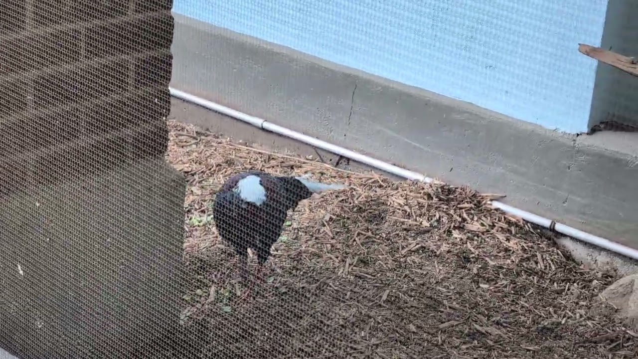 Early Thanksgiving Miracle with Swinhoe's Pheasant 