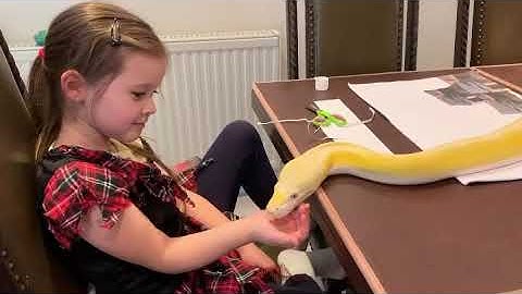 16ft Reticulated Python interrupting homework.