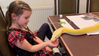 16ft Reticulated Python interrupting homework.