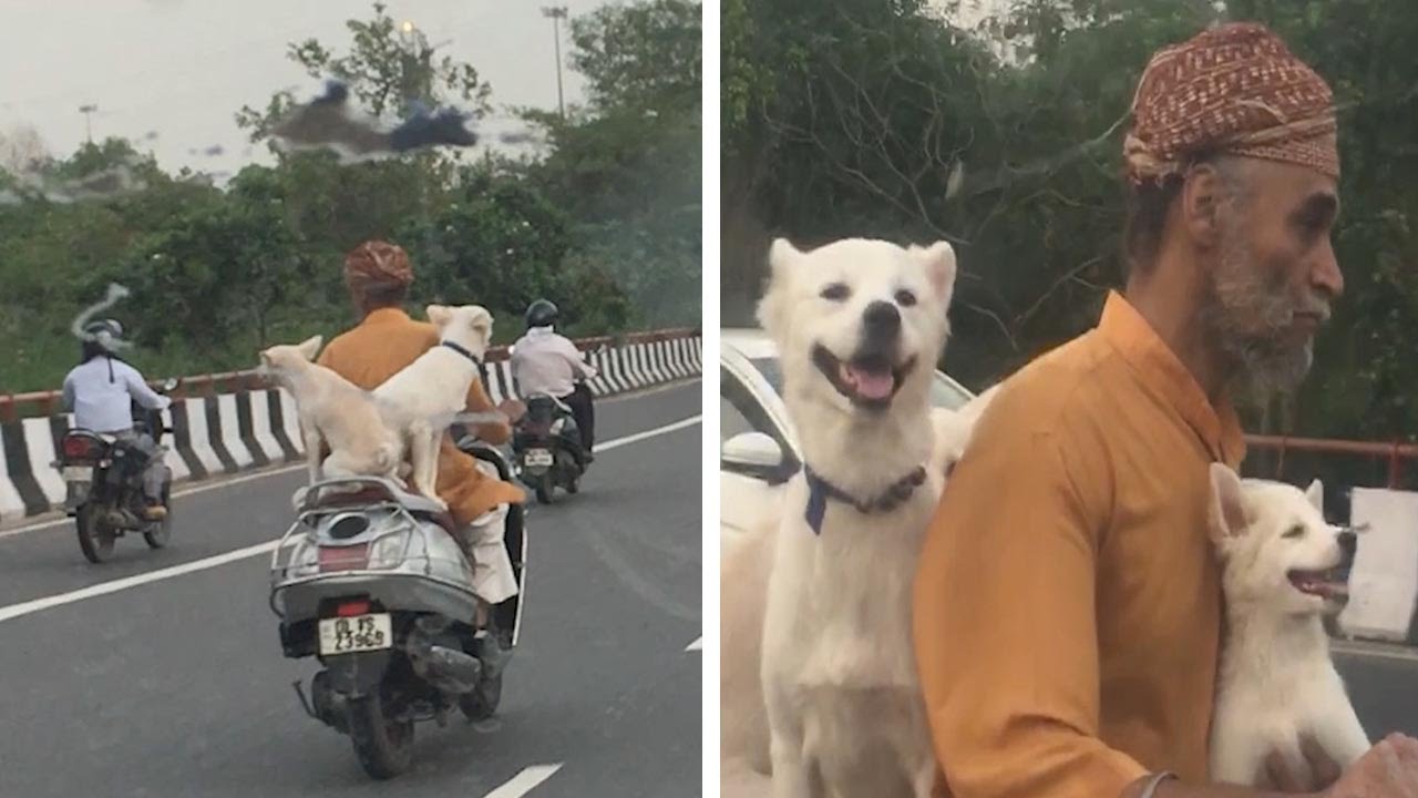 Dogs Riding On Scooter YouTube