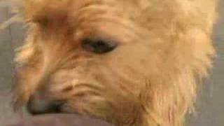 Dogtopia of alexandria -