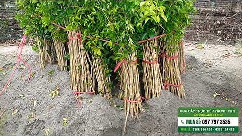 Bán cây nguyệt quế giống loại siêu hoa chiết cành