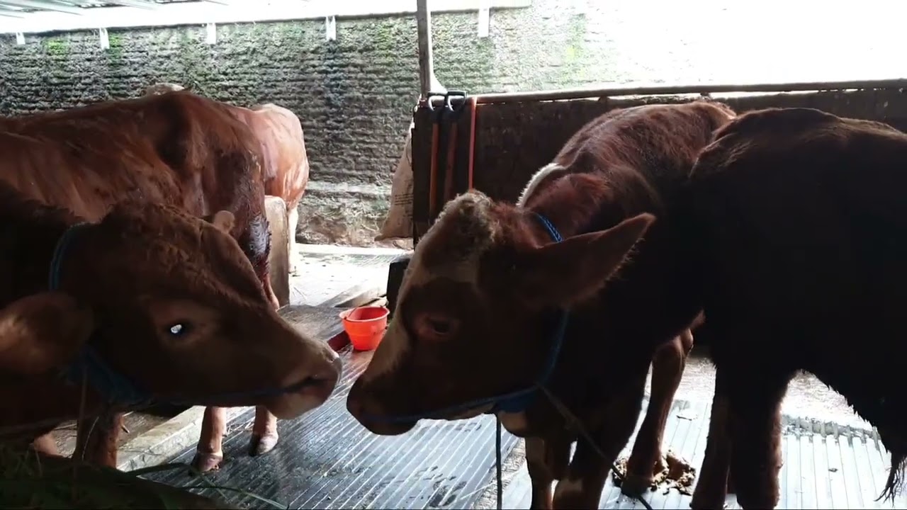 Update harga sapi "RONI EKA PUTRA" SUKOMORO MAGETAN