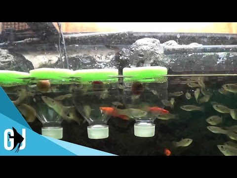 Video: Hvordan lage en gjør-det-selv fiskemater hjemme