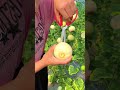The Sweetest SNAP! 🍈 Golden Melon Harvest (So Juicy It Splits!)