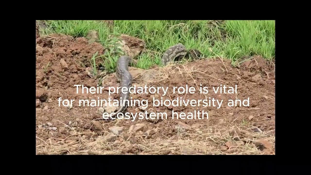 Python on the Prowl