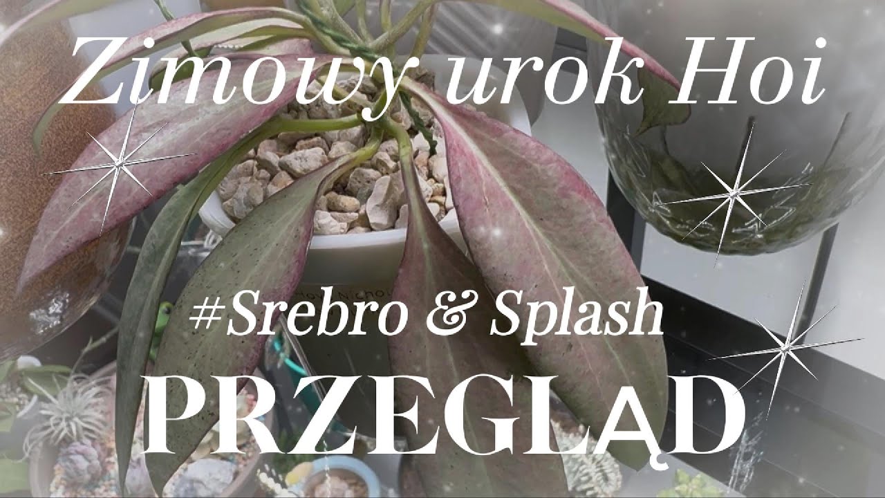 Przegląd Srebrnych Hoi i Hoi ze Splash ❄️ Zimowa Odsłona