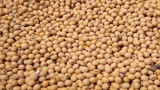 China tariffs hit the soybean harvest