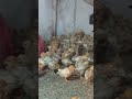 Breading Layers Lombok ~ Like 👍 & Subscribe ~ #tajukvalleyestate #animals #layets #chicks #farming