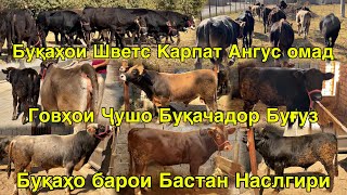 картинка: ФЕРМАИ ВАҲДАТ БУҚАЧАҲОИ ПОДСОС ГОВҲОИ БУҚАЧАДОР БУҚАҲОИ ОТКОРМ ЗОТГИРИ 17 октября 2025 г.