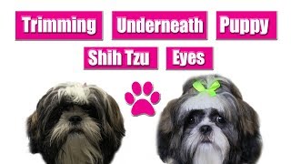 Puppy Shih Tzu Face
