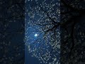 Beautiful Night View | Incense Burner| Nature Sounds | Meditation Music 🎼 #shorts #youtubeshorts