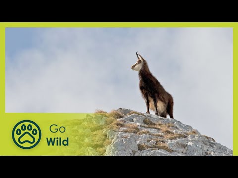 Schladming Magic Mountains - Land of Champions - Go Wild