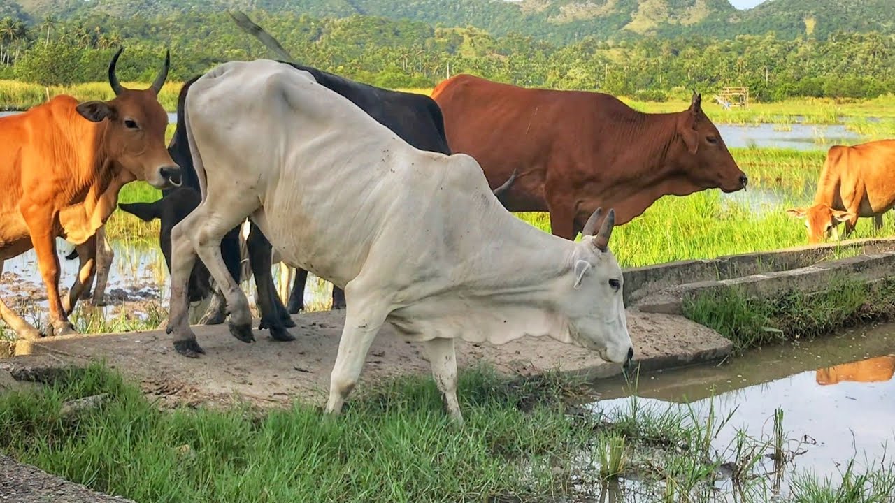 Breeding tame oxen roaming the rice fields, cute cows, healthy cows