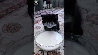 She really likes milk🤣