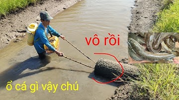 Xiệt cá mùa lúa chín trúng đậm cá lóc cá trê cá lăng nhiều thấy ham quá 