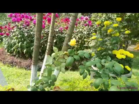 অপূর্ব সুন্দর ফুলের বাগান | Beautiful flower garden | Naznin Soma