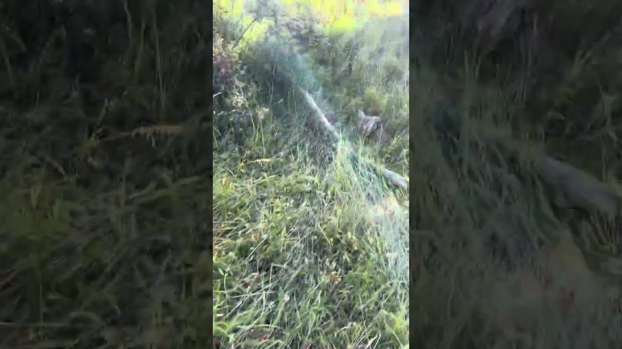 Tercan Doluca Köyü 23.06.2024