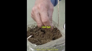 Mẹo trồng Cà Rốt tại nhà năng suất cao