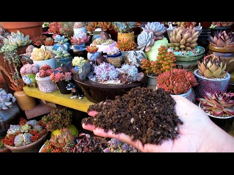 MASTER SUCCULENT SOIL MIX