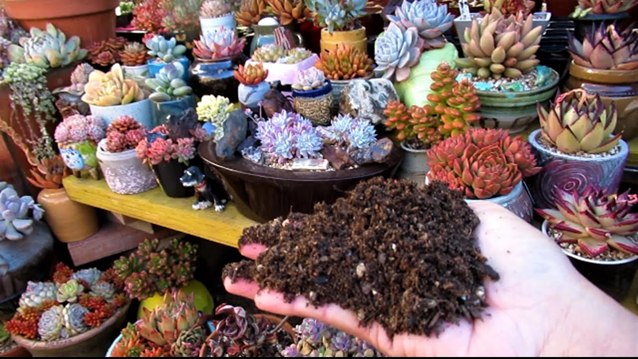 MASTER SUCCULENT SOIL MIX