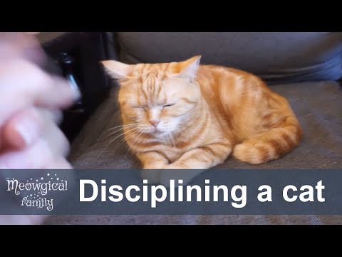 Video: How to Take a Cat to the Doctor without a Carrier: 11 Steps